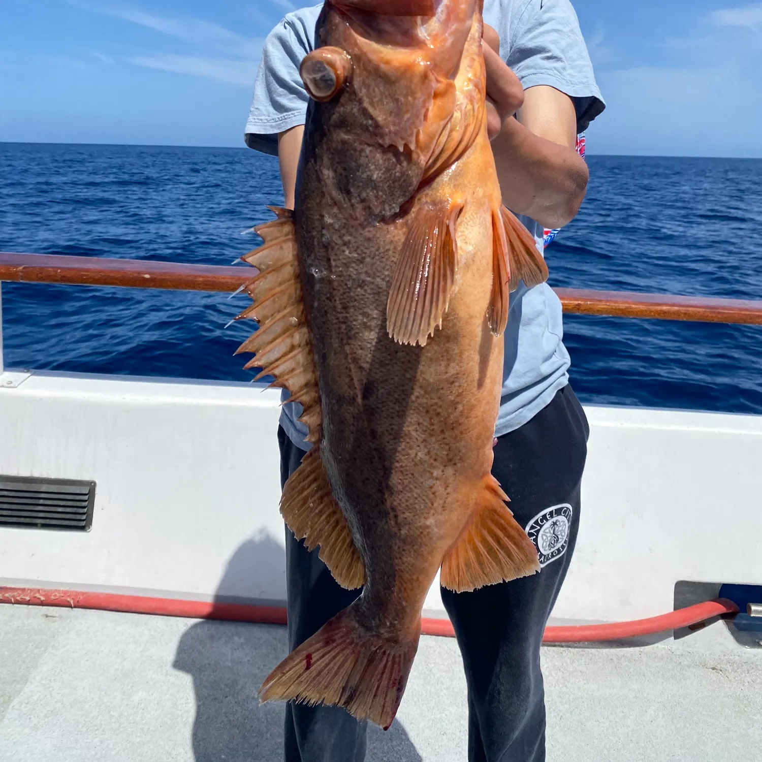 The most recent Bocaccio rockfish catches on Fishbrain
