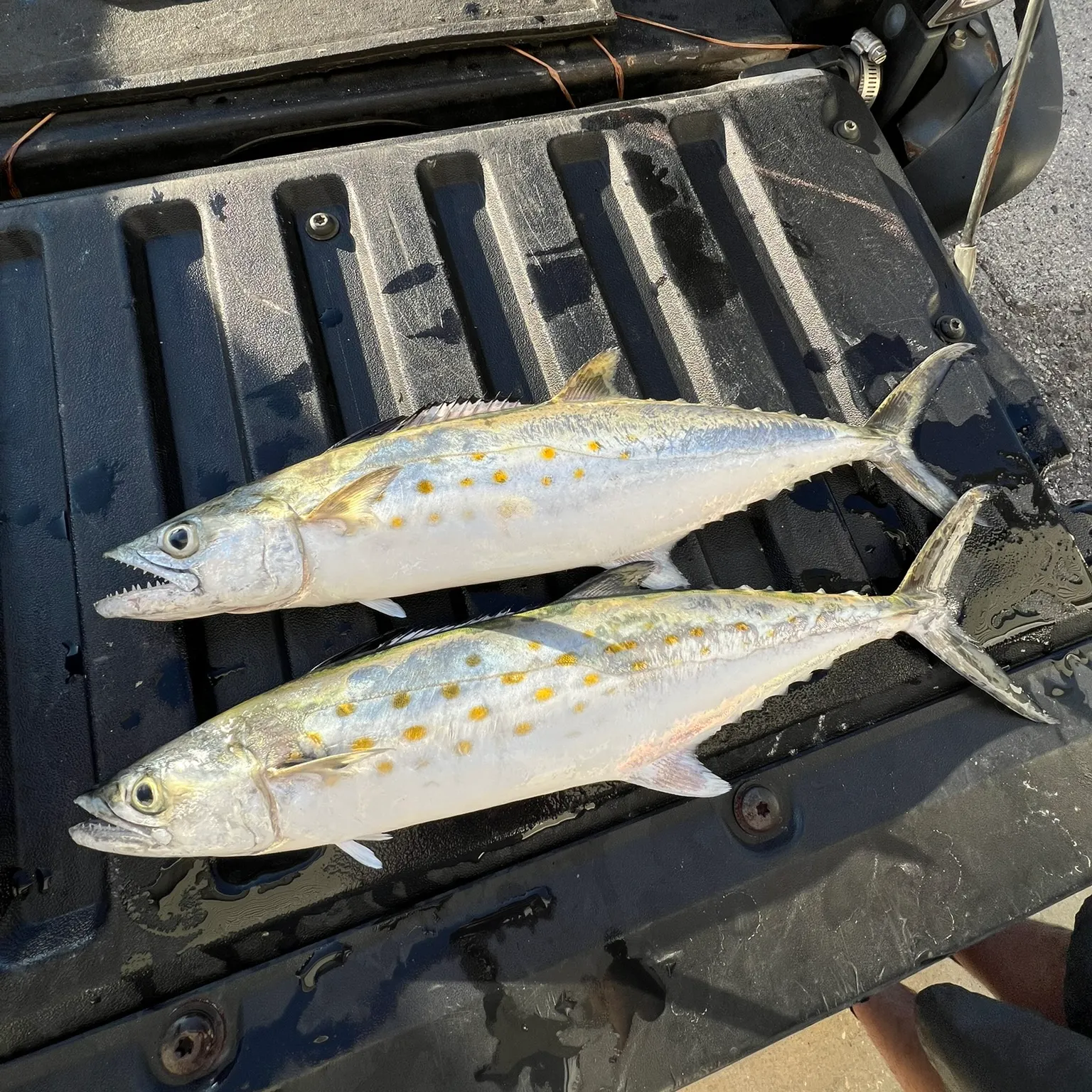 The most recent Spanish mackerel catches on Fishbrain