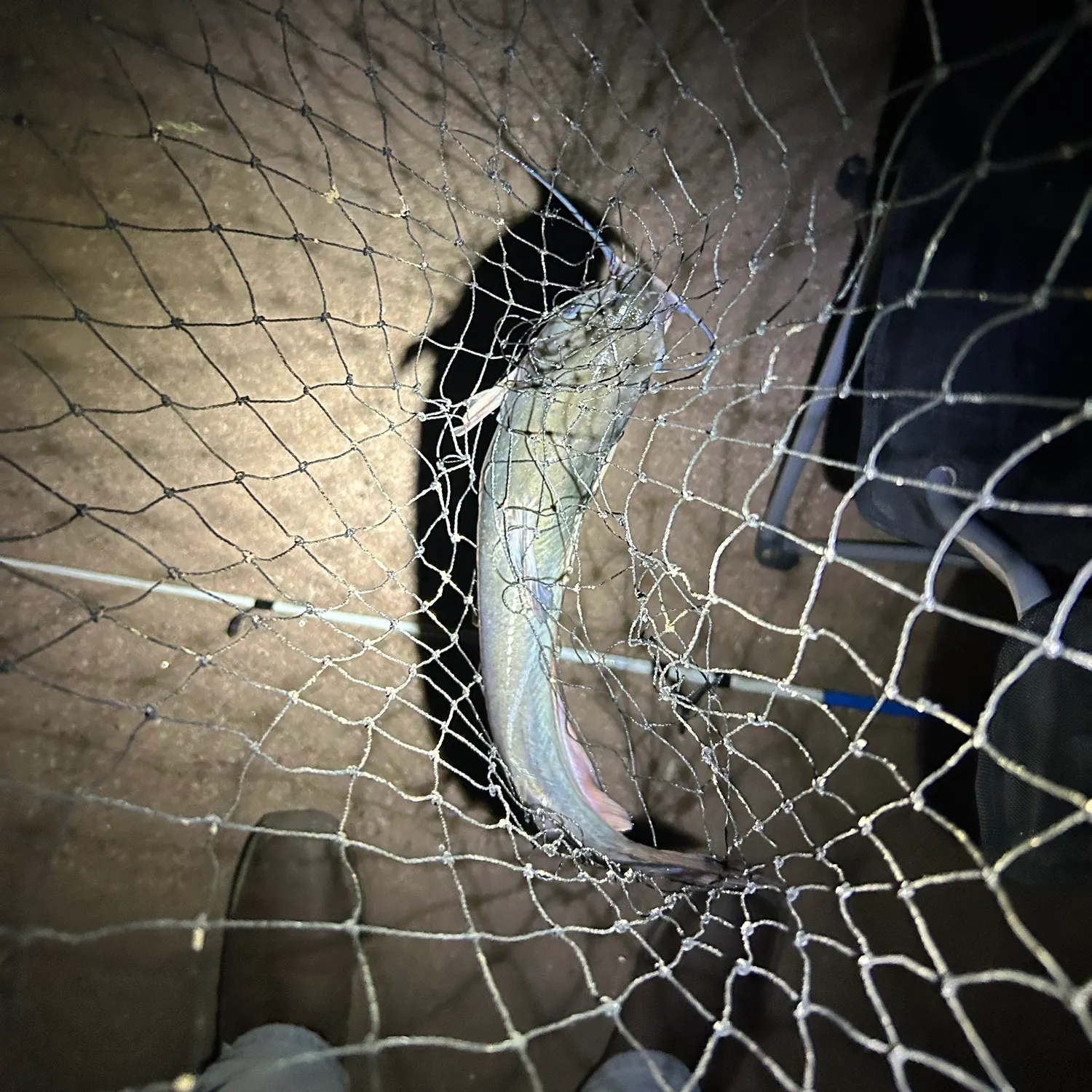 Channel catfish caught on Fishbrain