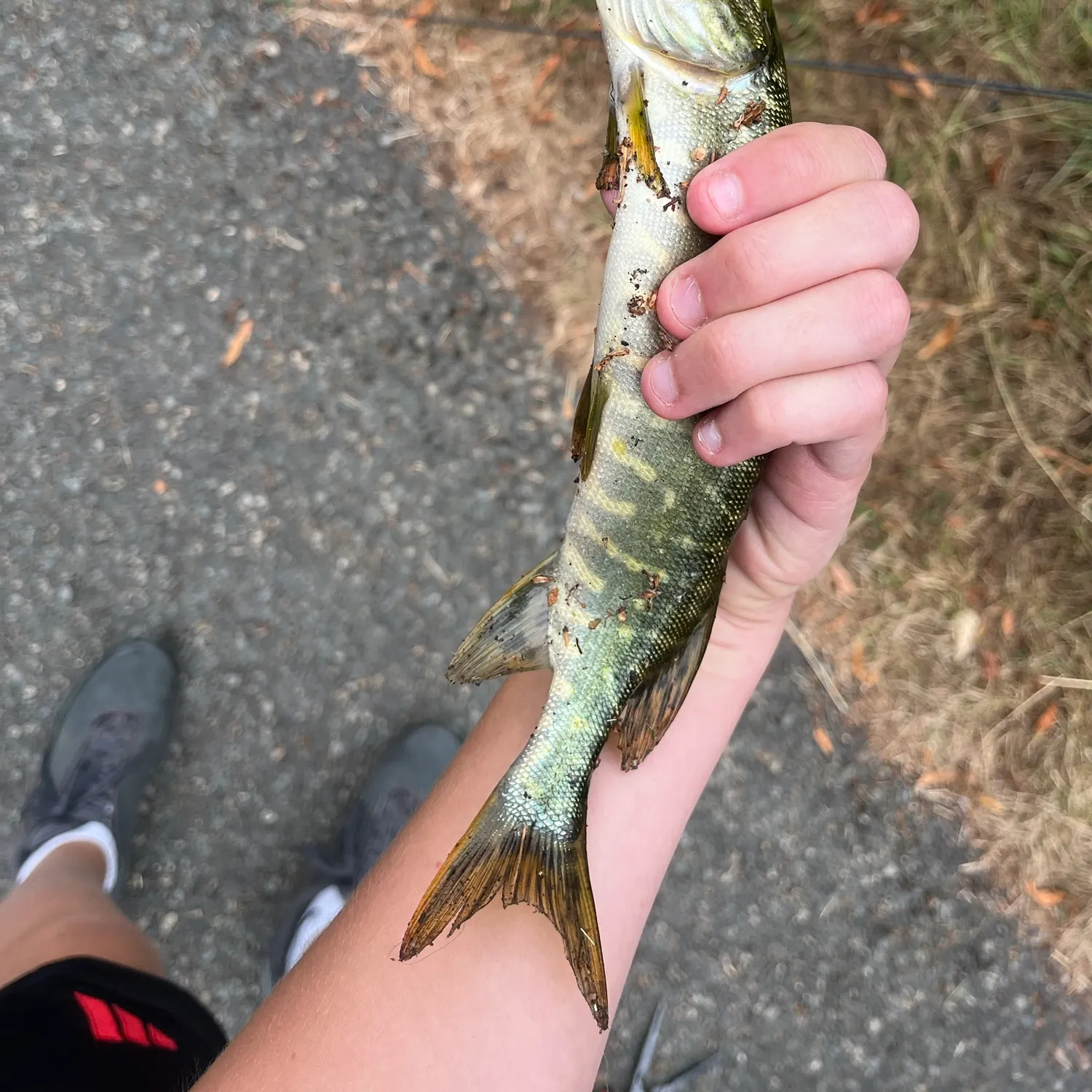 Northern pike caught on Fishbrain