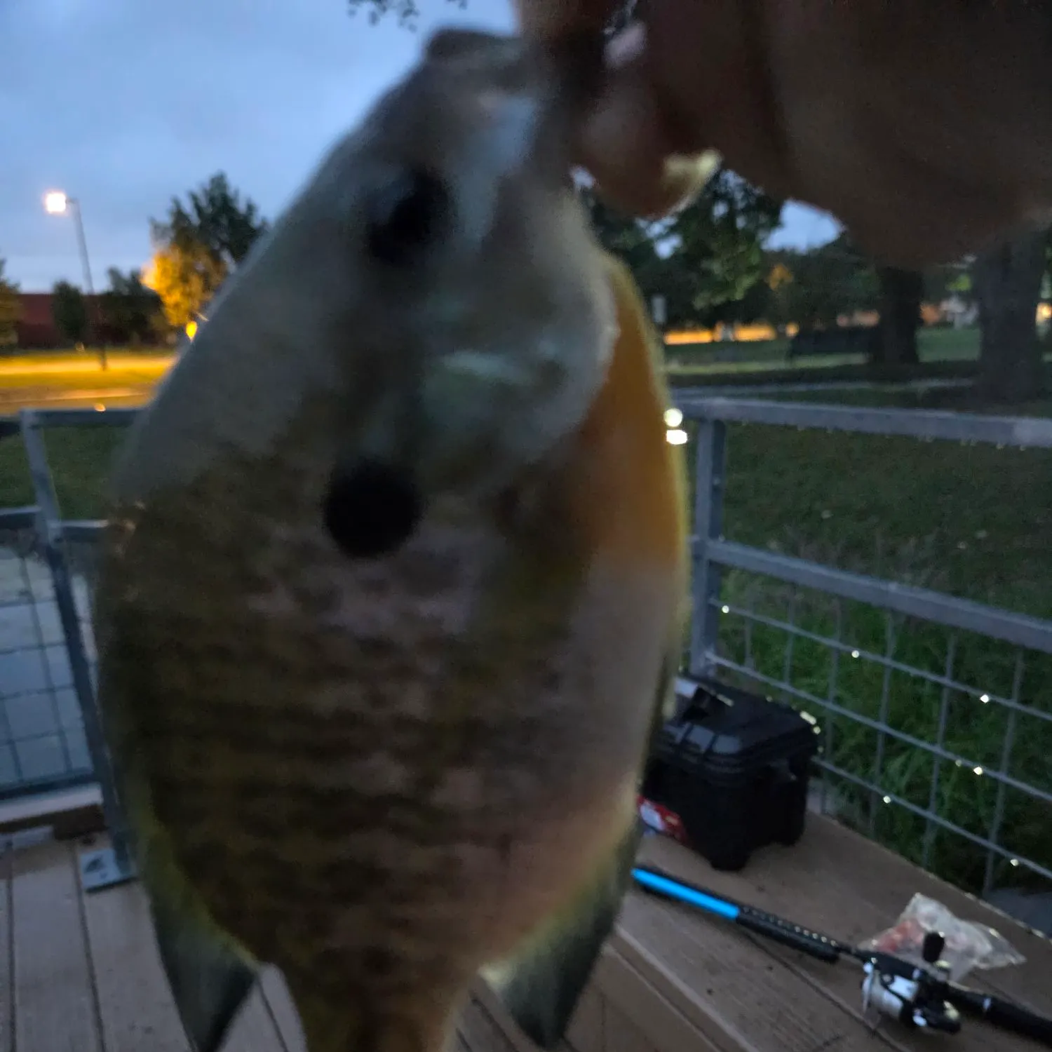 Bluegill caught on Fishbrain