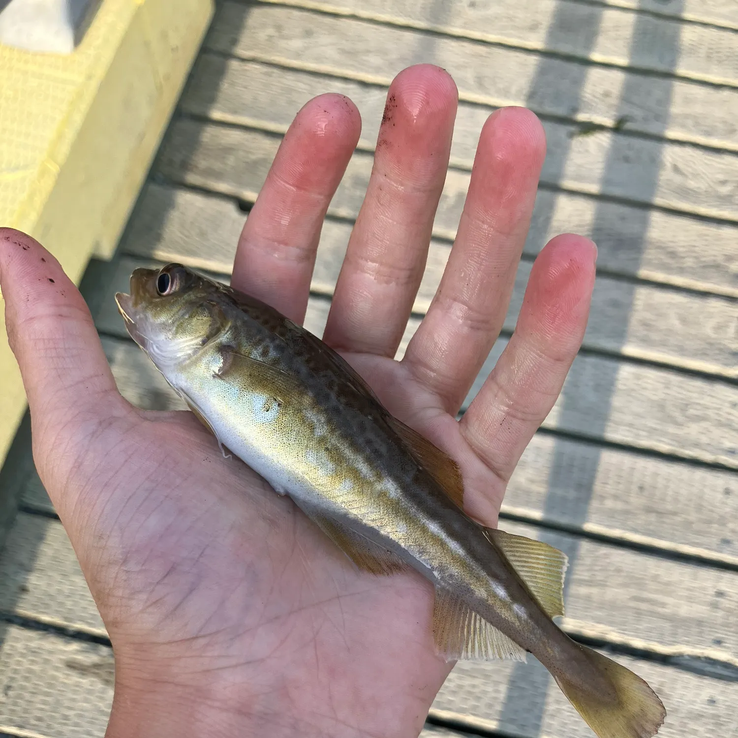 The most recent Atlantic tomcod catches on Fishbrain