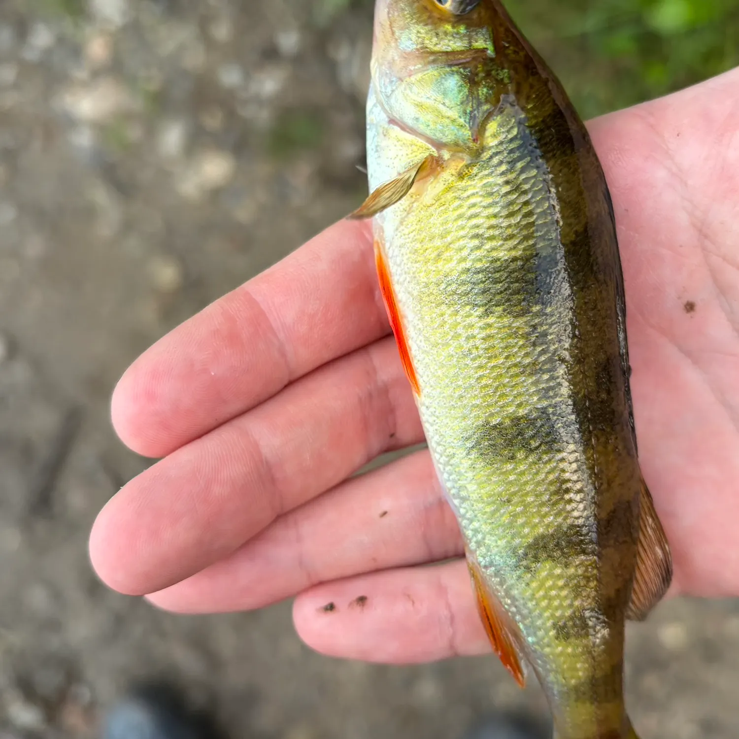 Yellow perch caught on Fishbrain