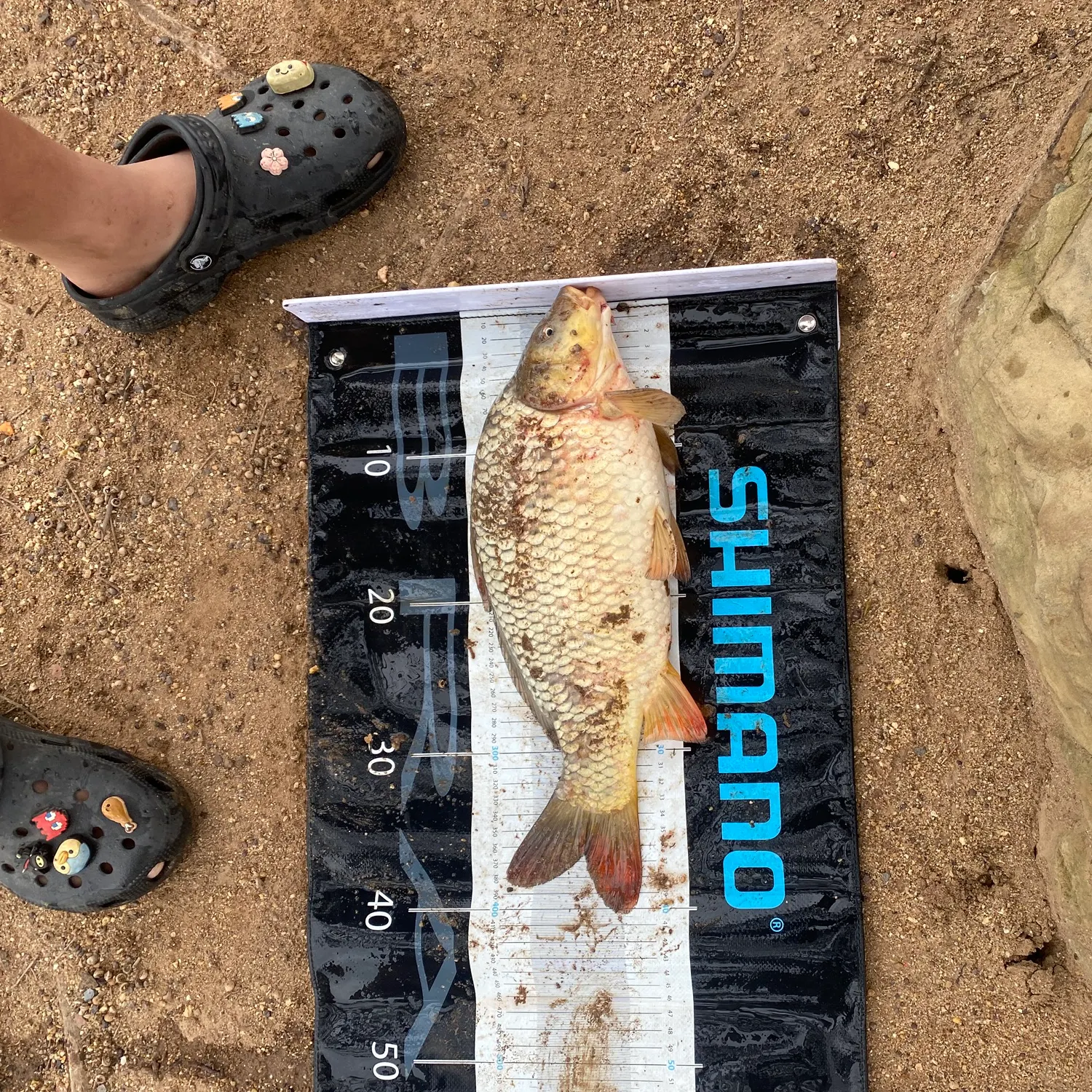 Common carp caught on Fishbrain