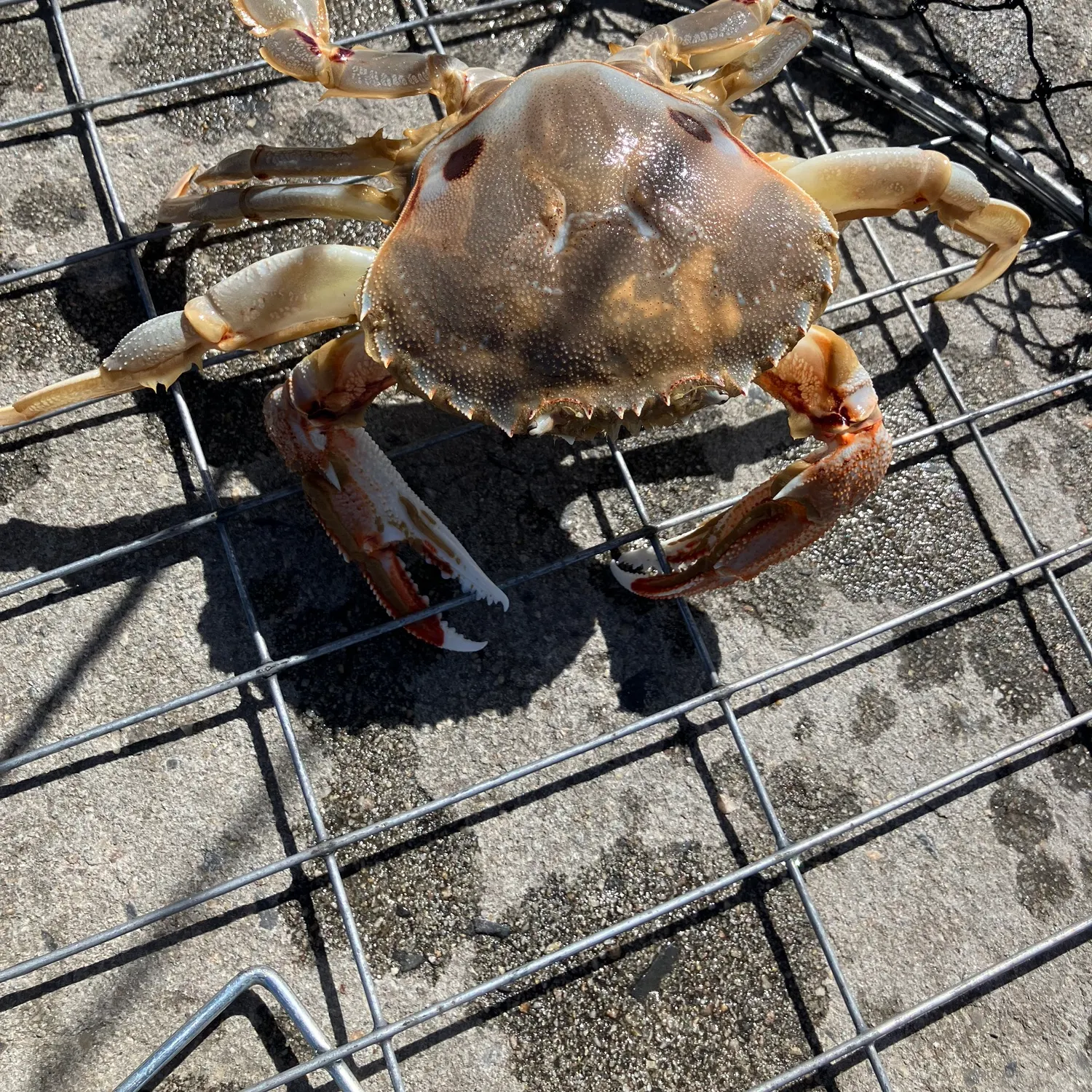 The most recent Atlantic rock crab catches on Fishbrain