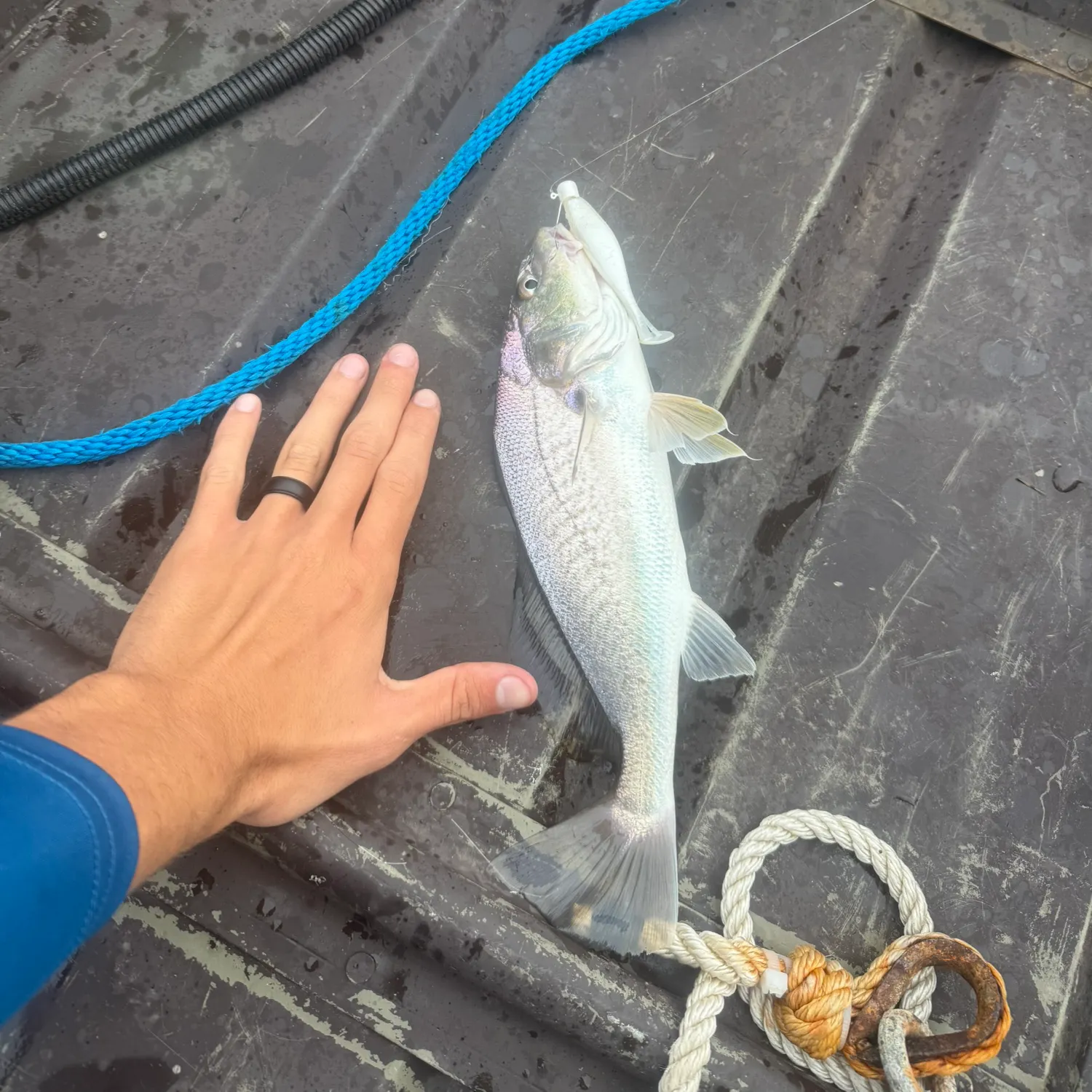 Atlantic croaker caught on Fishbrain
