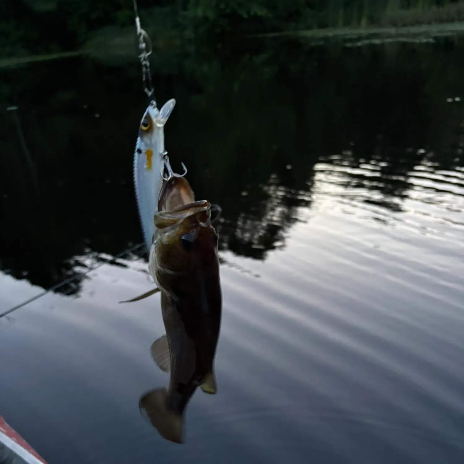 Largemouth bass caught on Fishbrain