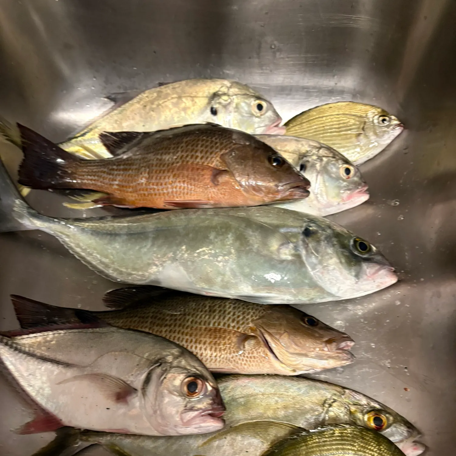 The most recent Spottail seabream catches on Fishbrain