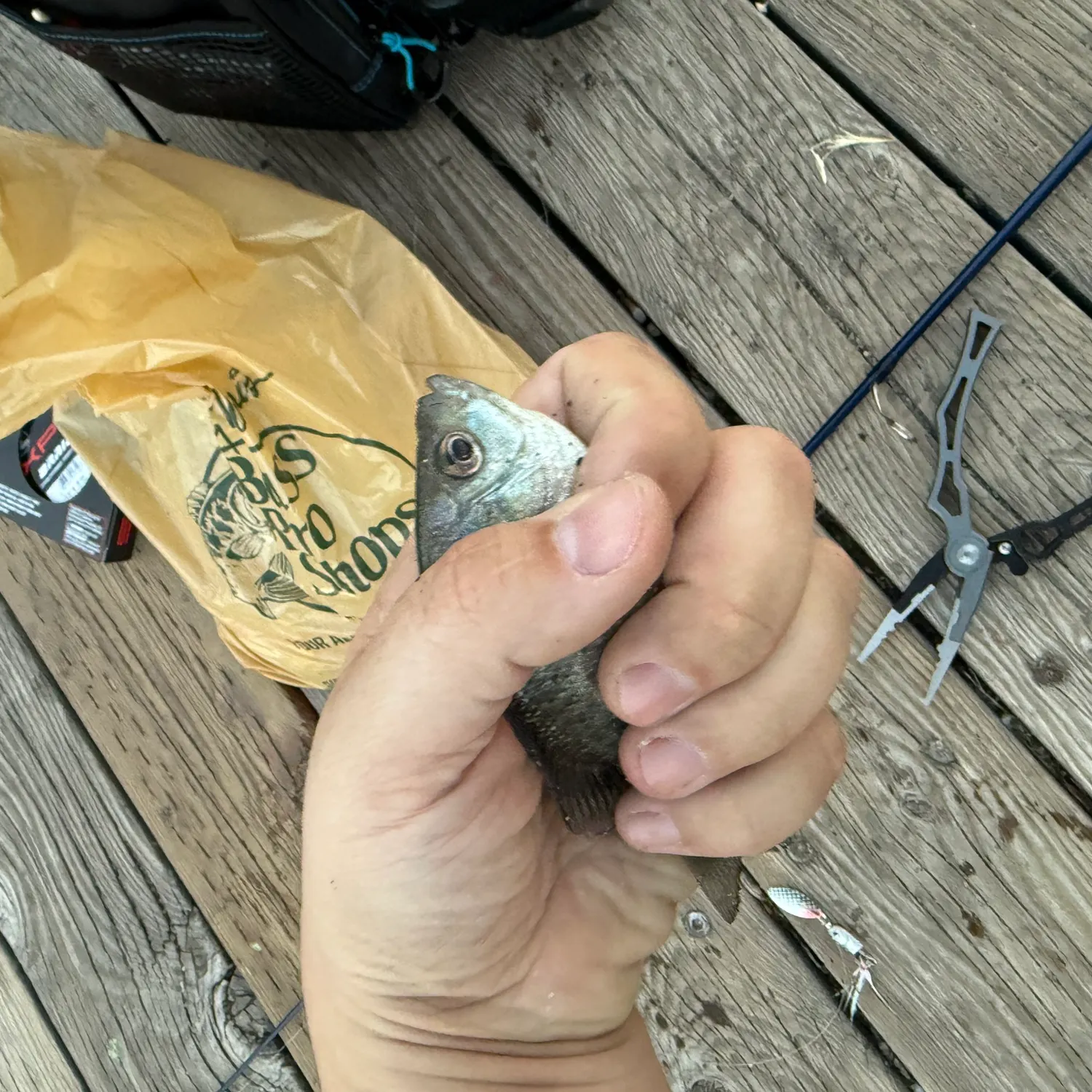 Bluegill caught on Fishbrain