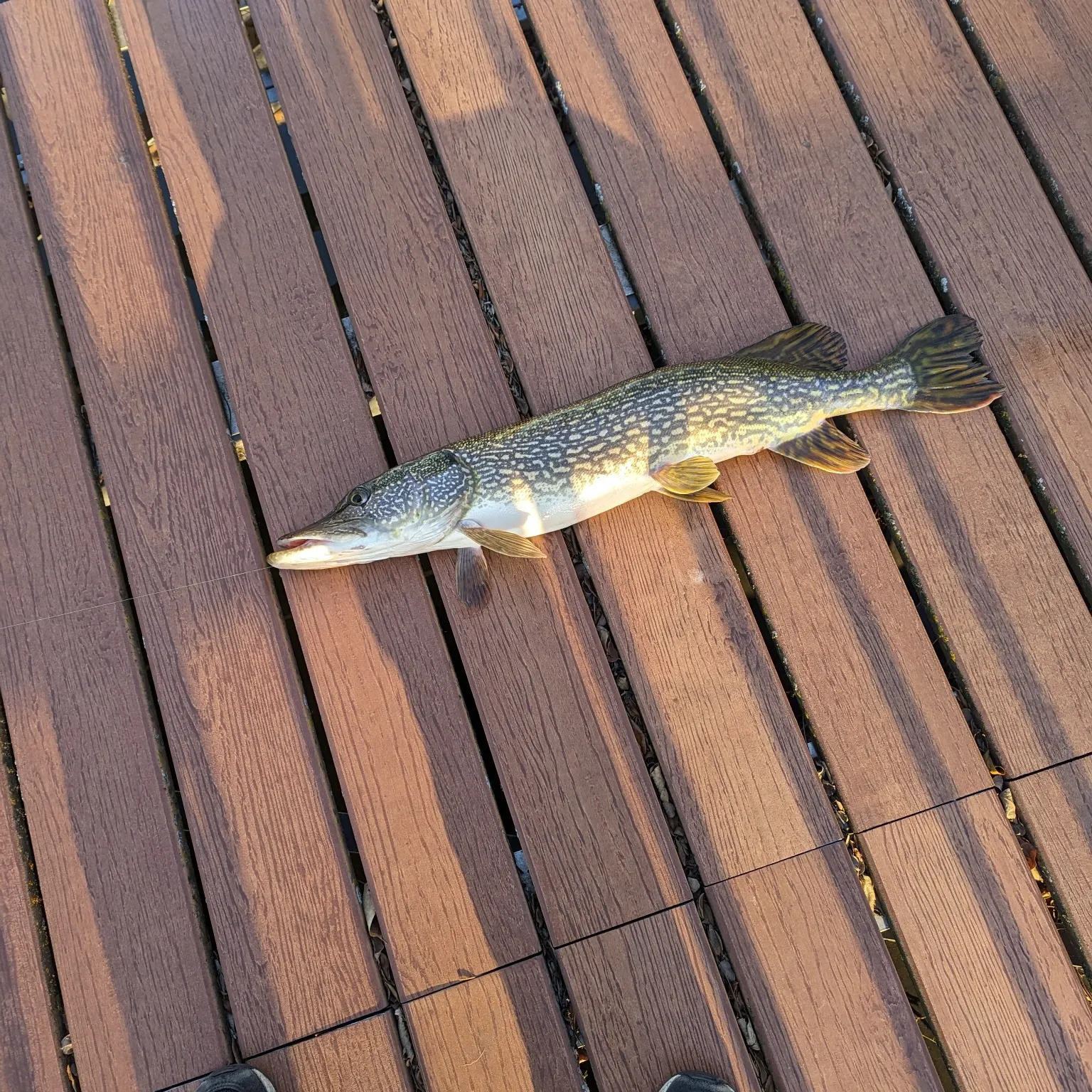 angler catch