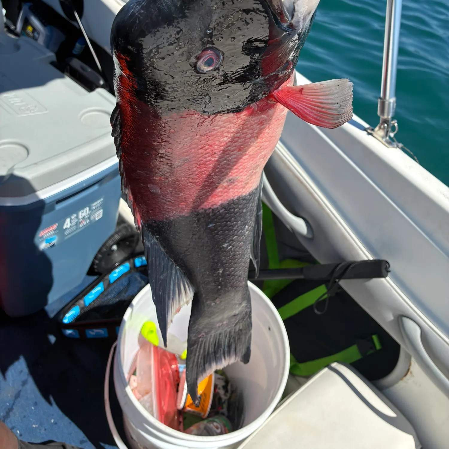 The most recent California sheephead catches on Fishbrain