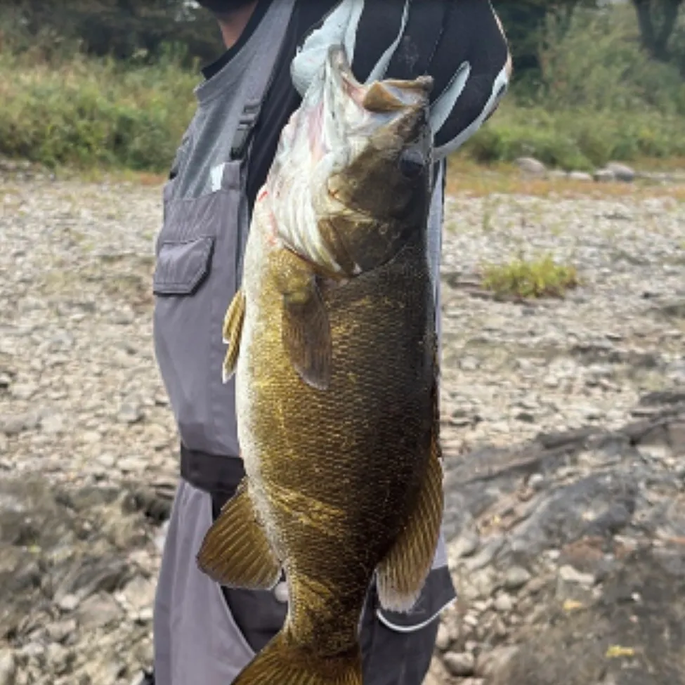 The most recent Smallmouth bass catches on Fishbrain