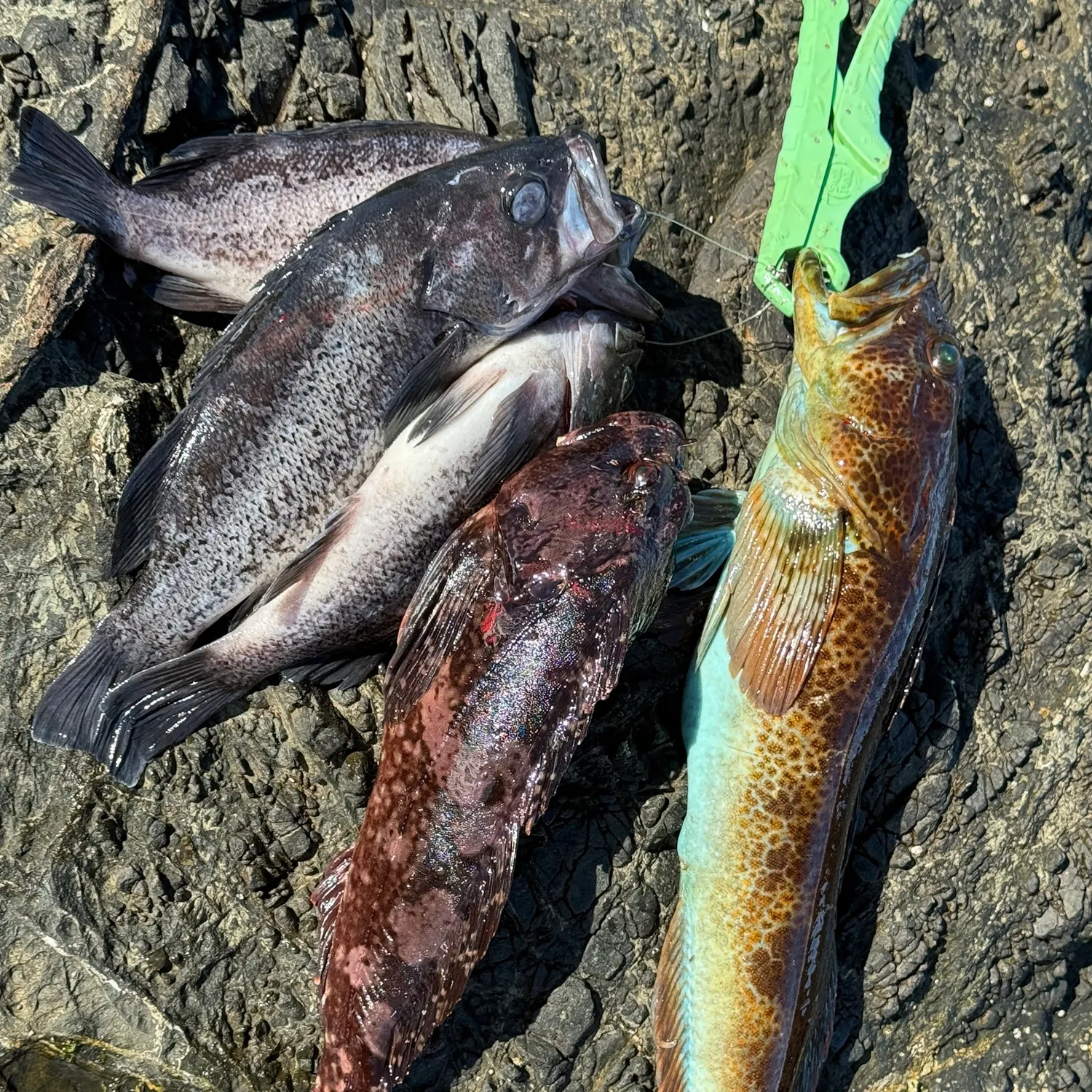 recently logged catches