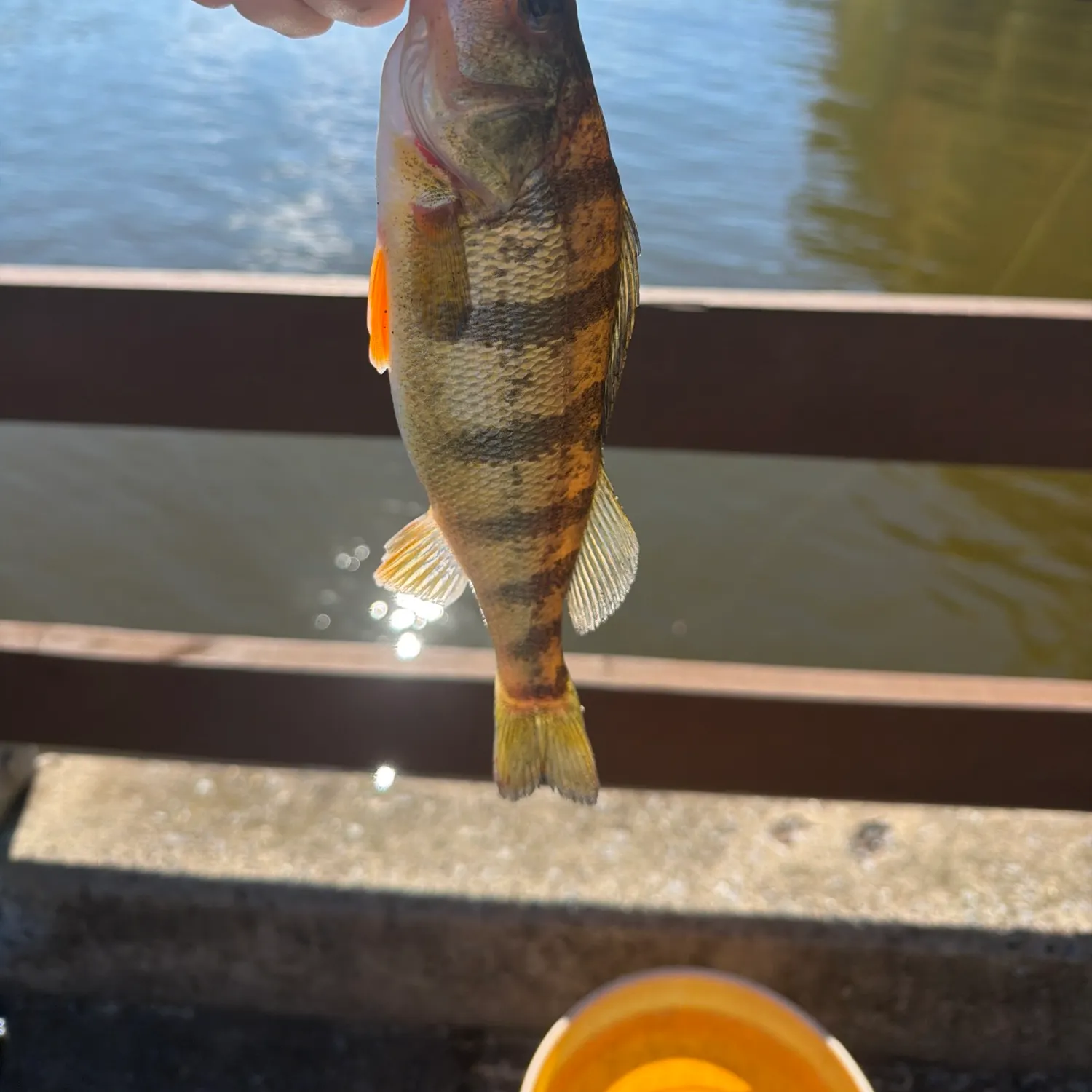 Yellow perch caught on Fishbrain