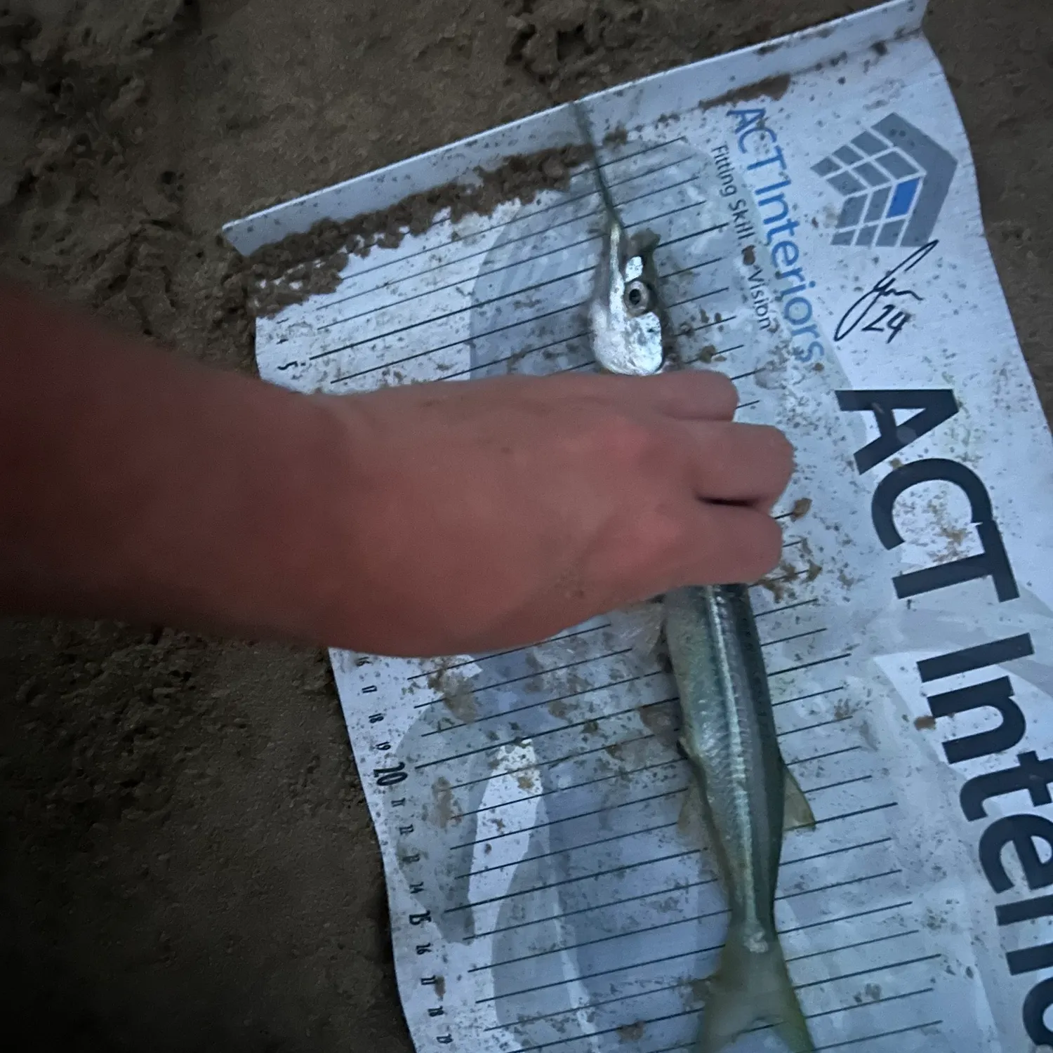 The most recent European garfish catches on Fishbrain