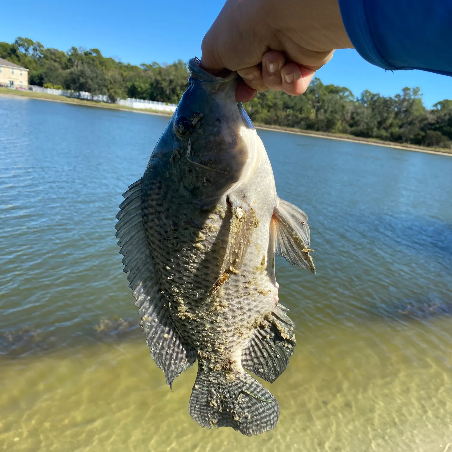 The most recent Blue tilapia catches on Fishbrain