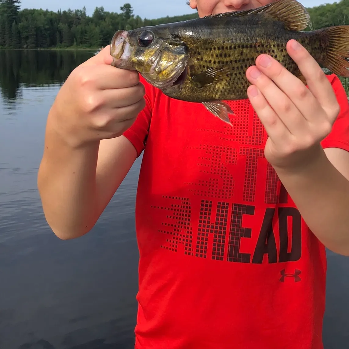Rock bass caught on Fishbrain