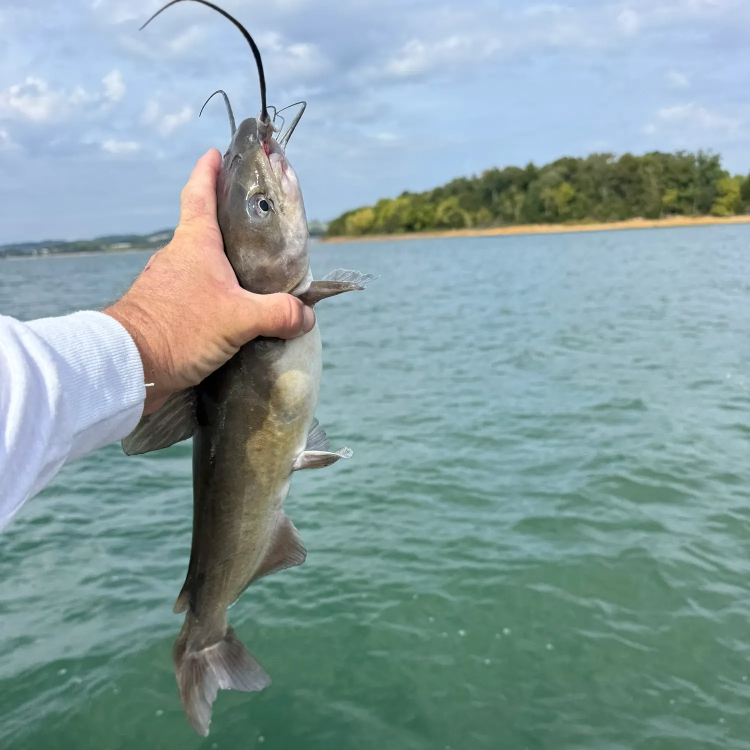 Channel catfish caught on Fishbrain