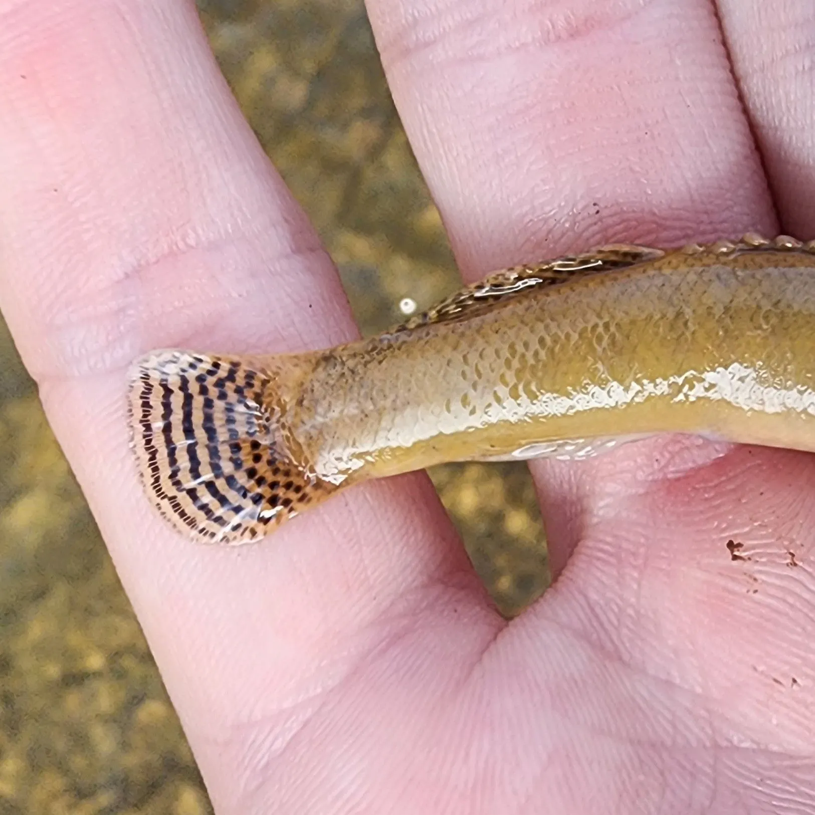 The most recent Fantail darter catches on Fishbrain