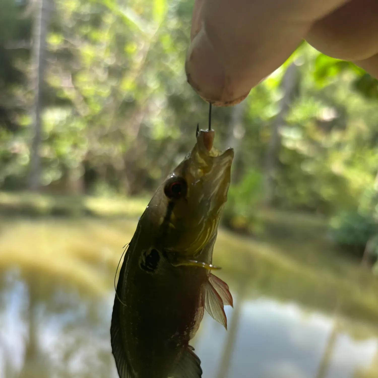 The most recent Jacundá catches on Fishbrain