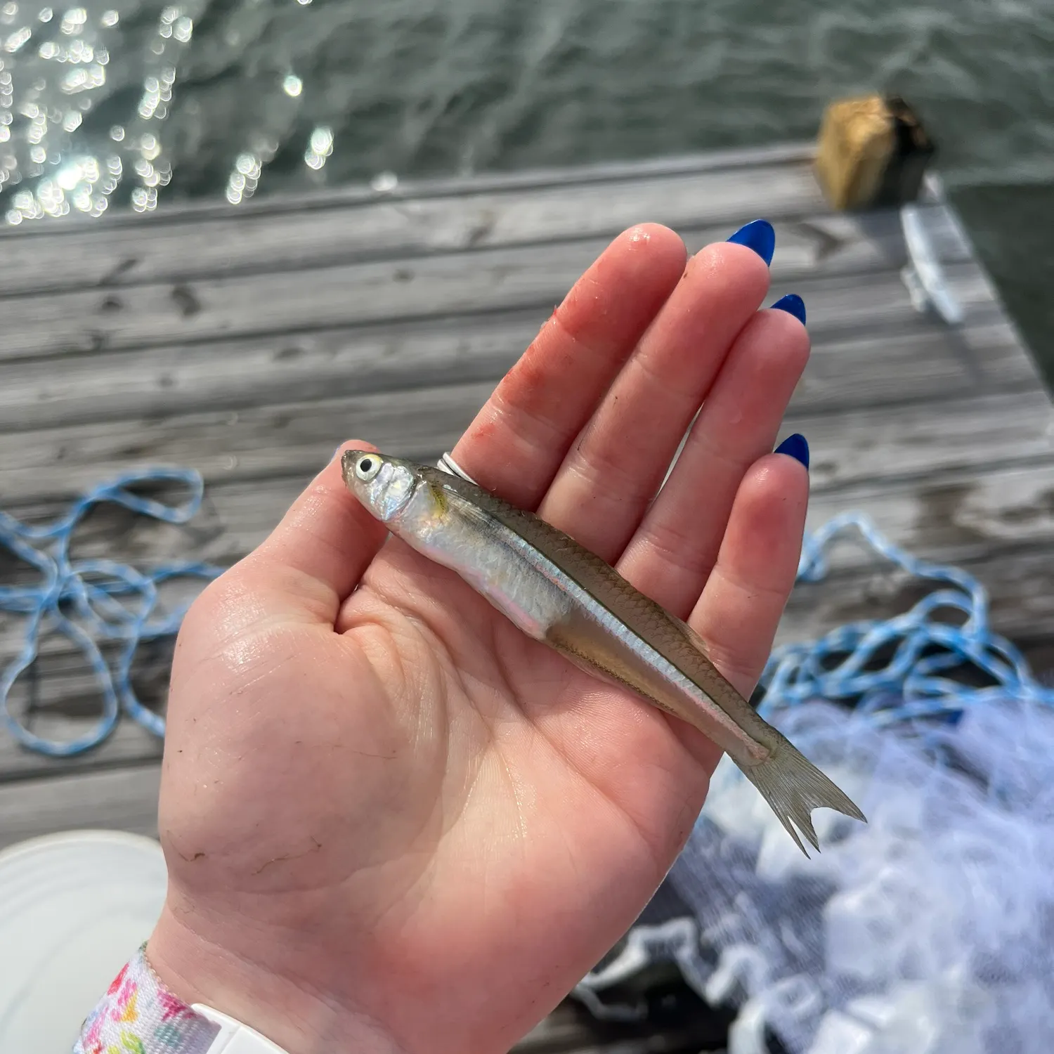 The most recent Atlantic silverside catches on Fishbrain