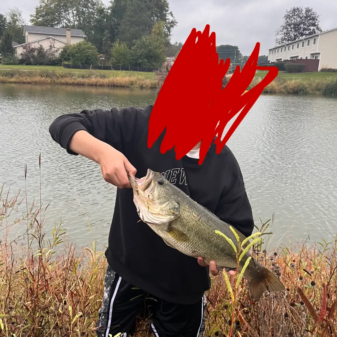 Largemouth bass caught on Fishbrain