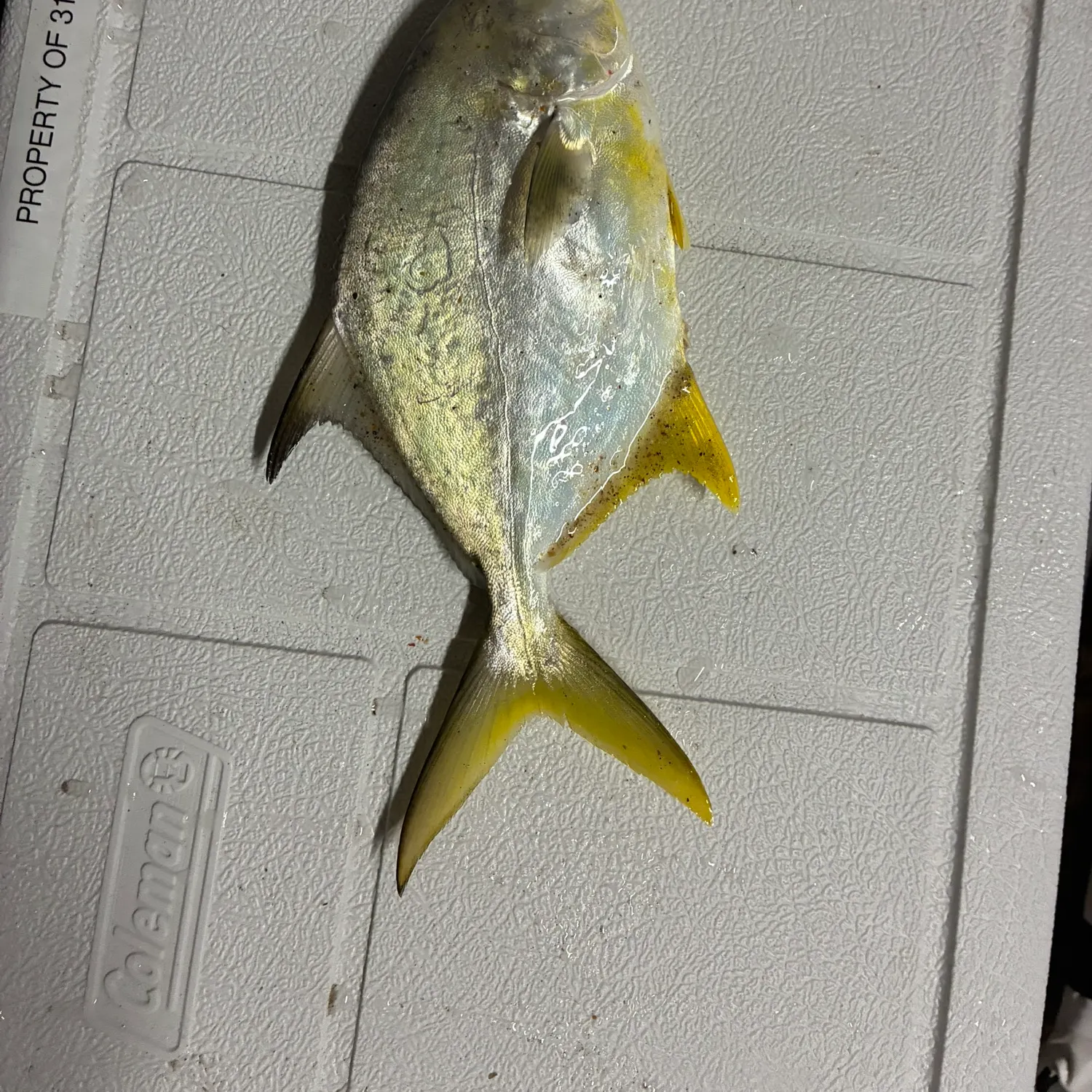 Florida pompano caught on Fishbrain