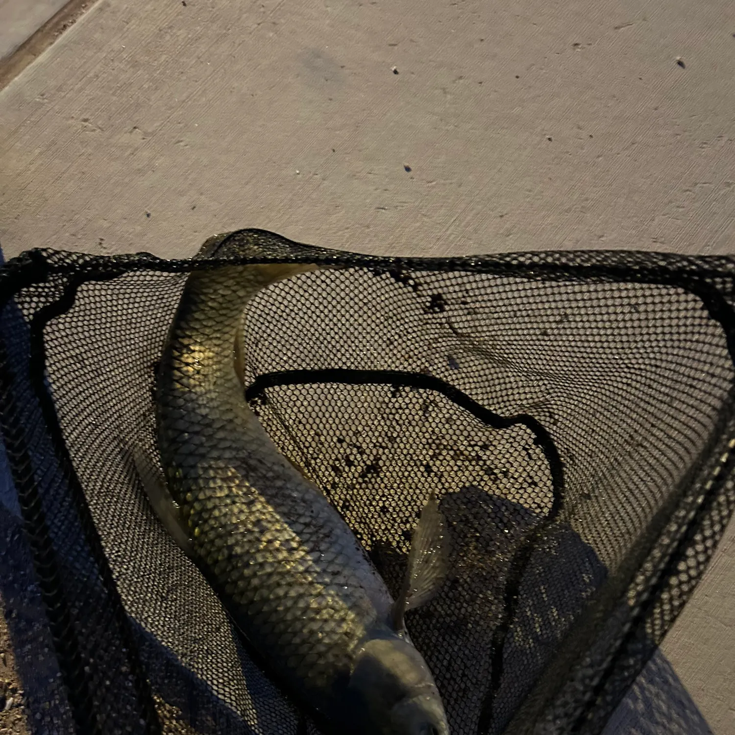 Grass carp caught on Fishbrain