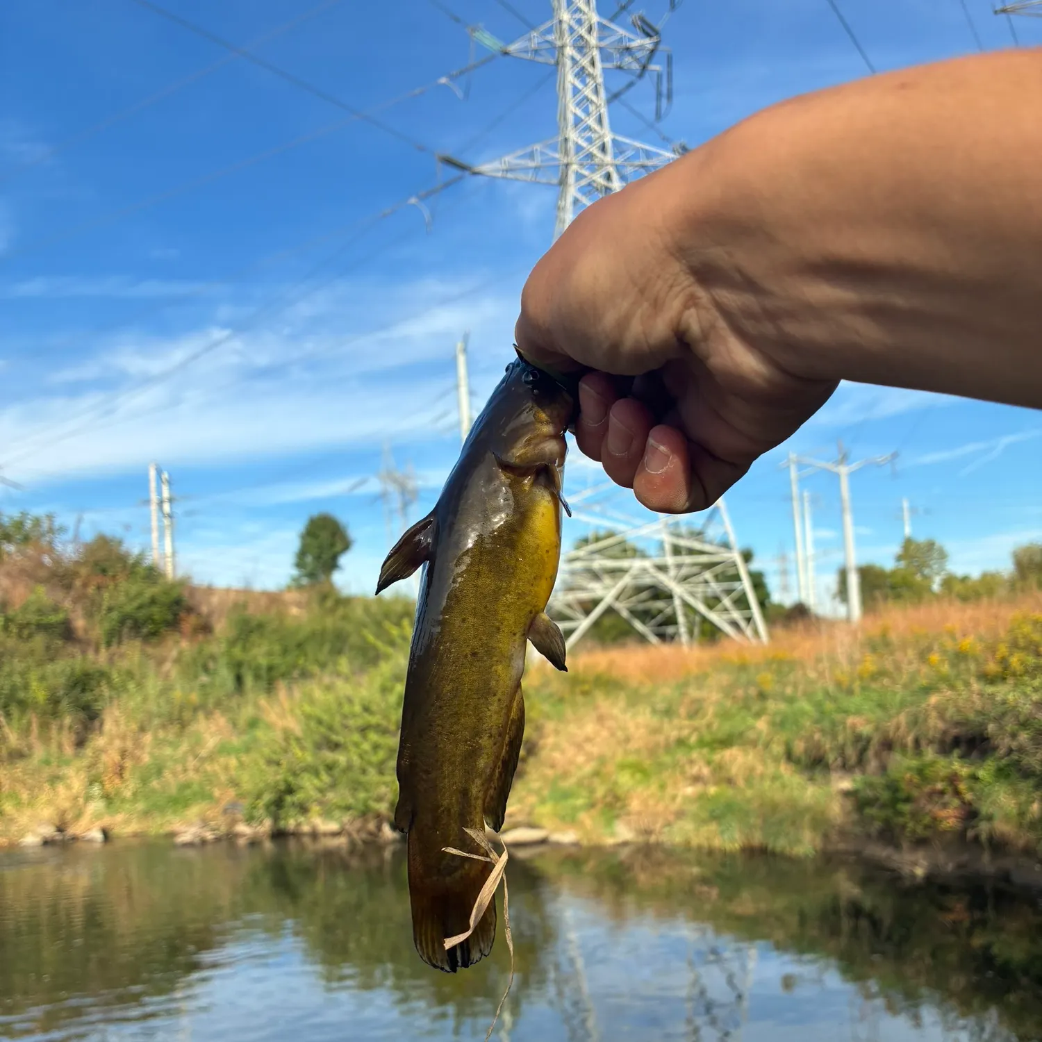Brown bullhead caught on Fishbrain