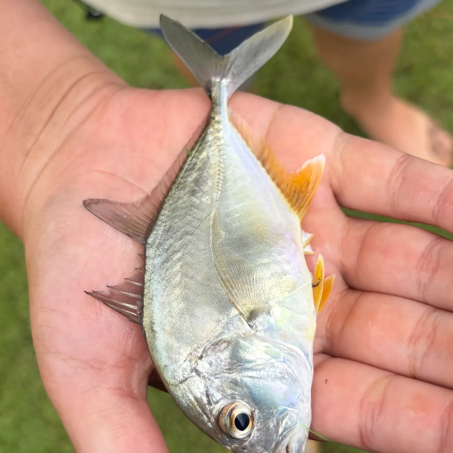 The most recent Pacific crevalle jack catches on Fishbrain