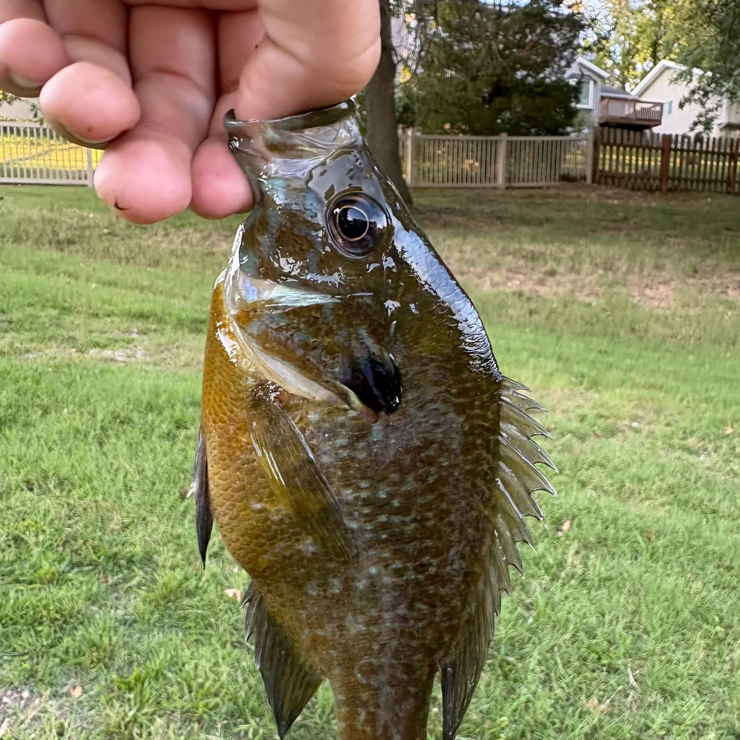 Greengill hybrid caught on Fishbrain