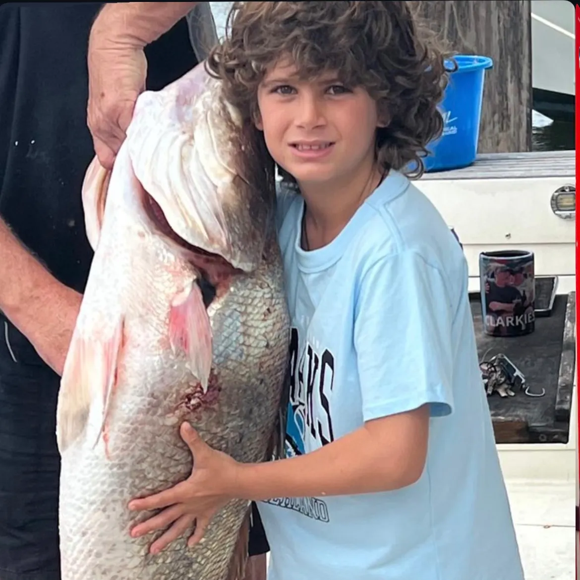 The most recent Japanese meagre catches on Fishbrain