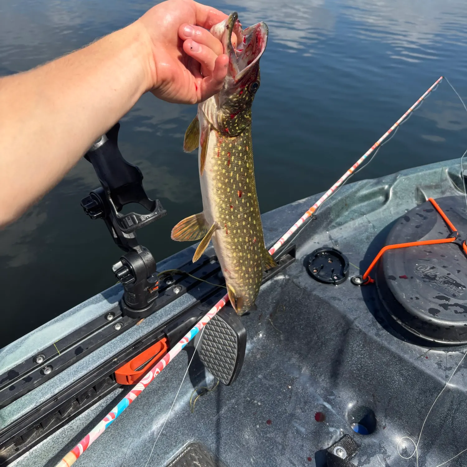 Northern pike caught on Fishbrain