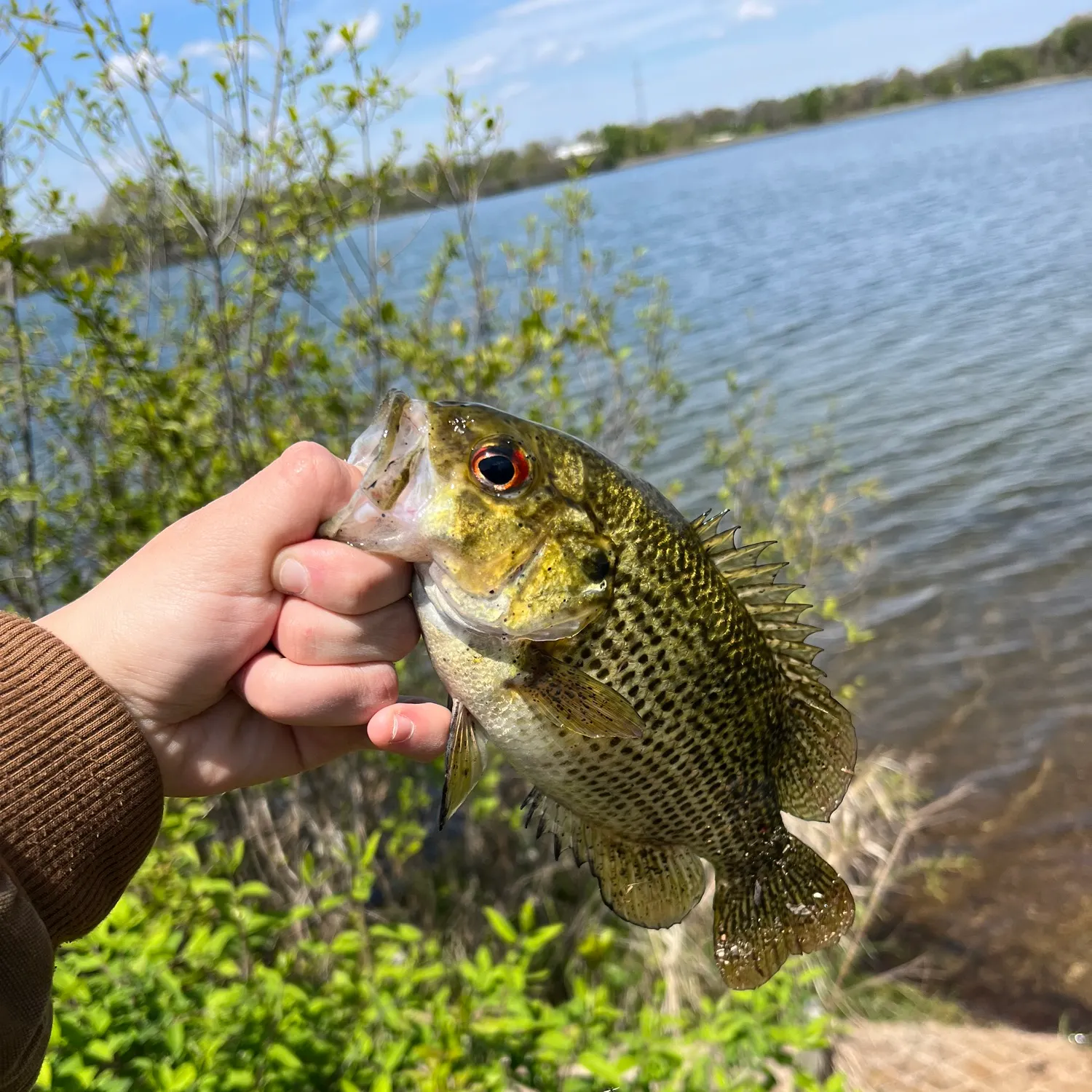 The most recent Rock bass catches on Fishbrain
