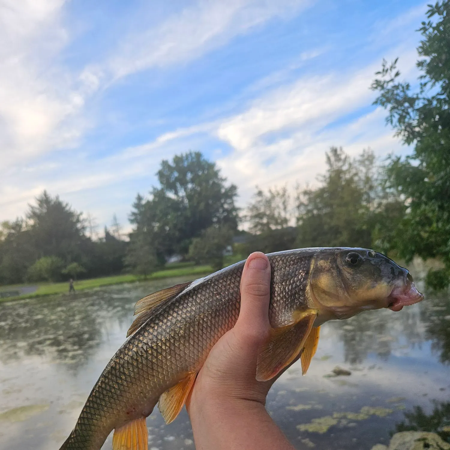 White sucker caught on Fishbrain