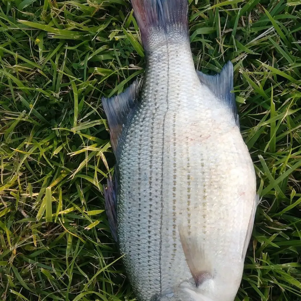 White bass caught on Fishbrain