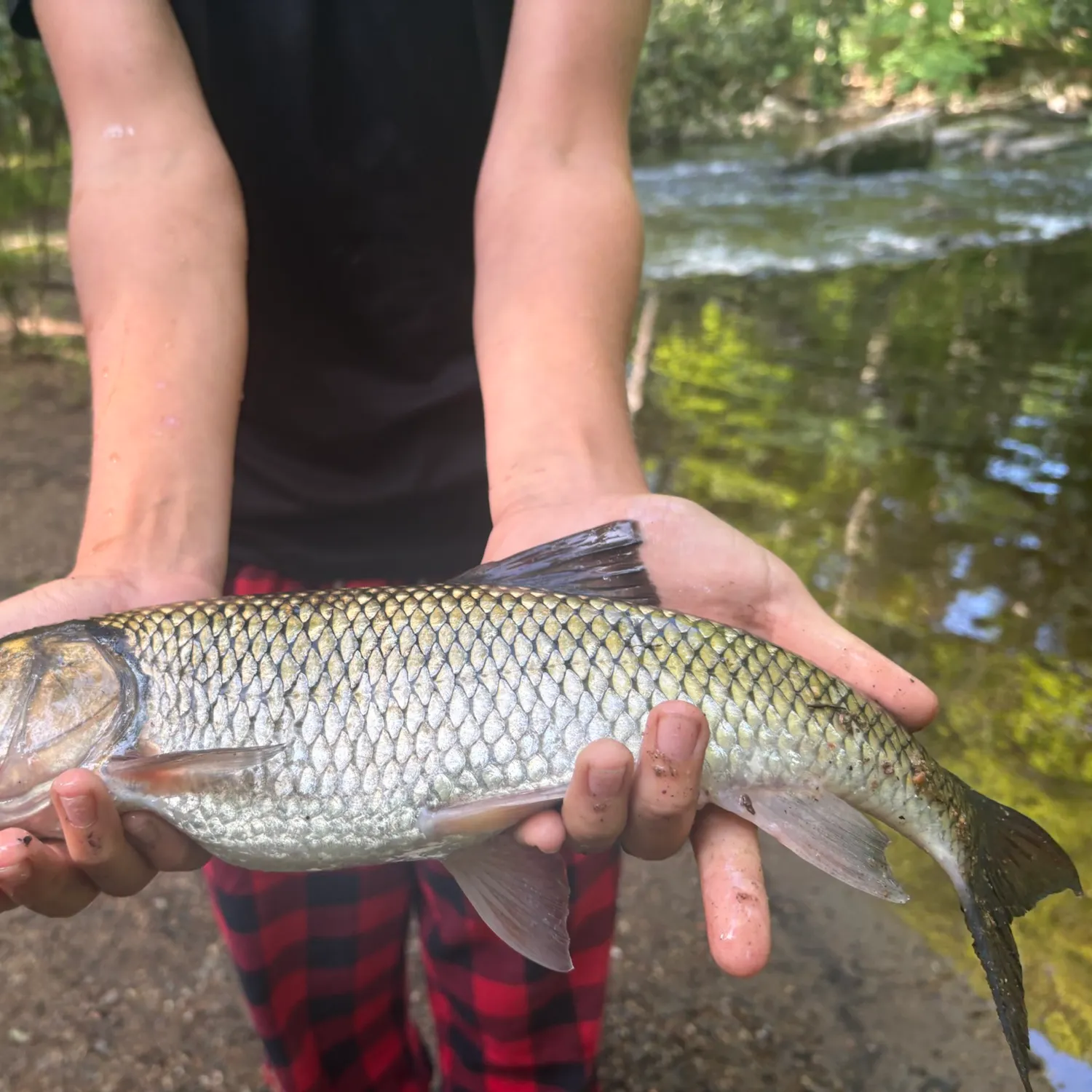 Fallfish caught on Fishbrain