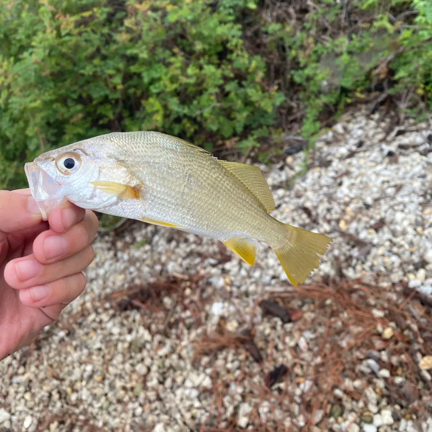 Atlantic croaker caught on Fishbrain