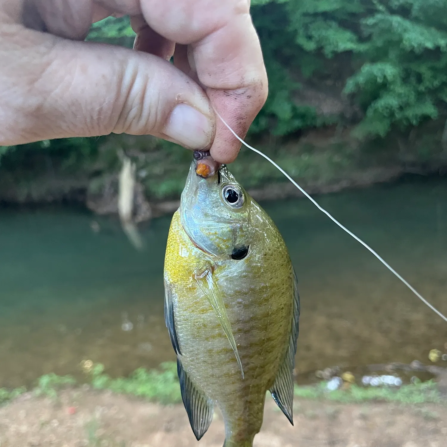 Bluegill caught on Fishbrain