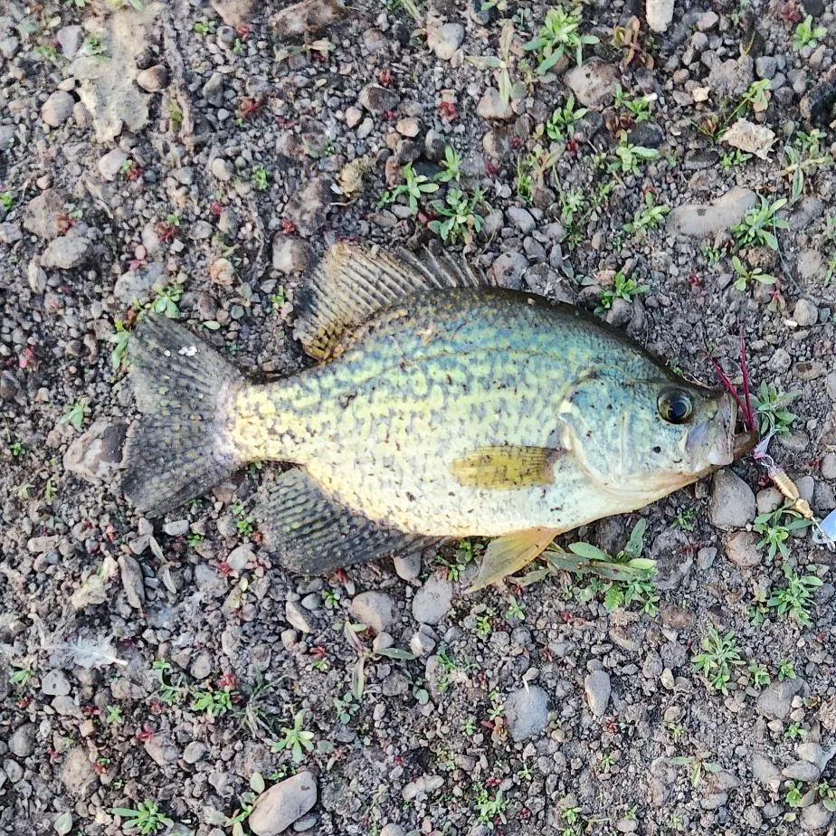Black crappie caught on Fishbrain