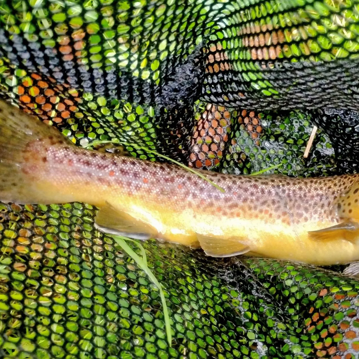 Brown trout caught on Fishbrain