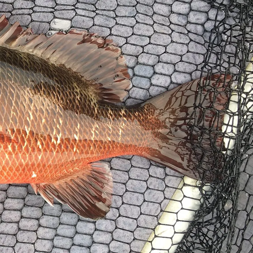 The most recent Mangrove red snapper catches on Fishbrain