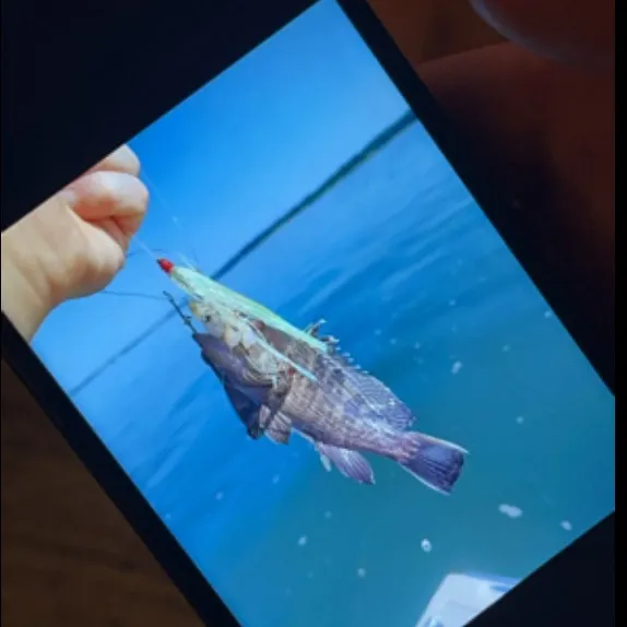 The most recent Black sea bass catches on Fishbrain