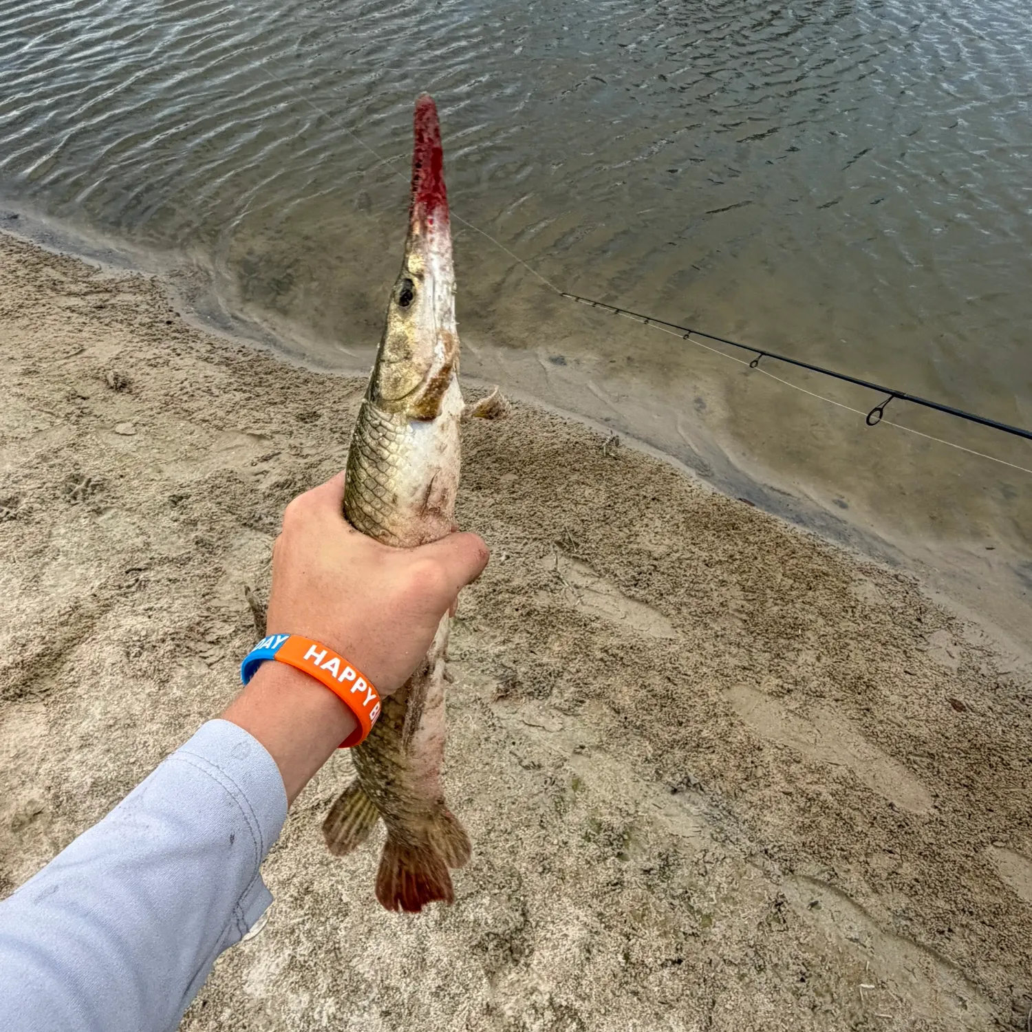 The most recent Spotted gar catches on Fishbrain