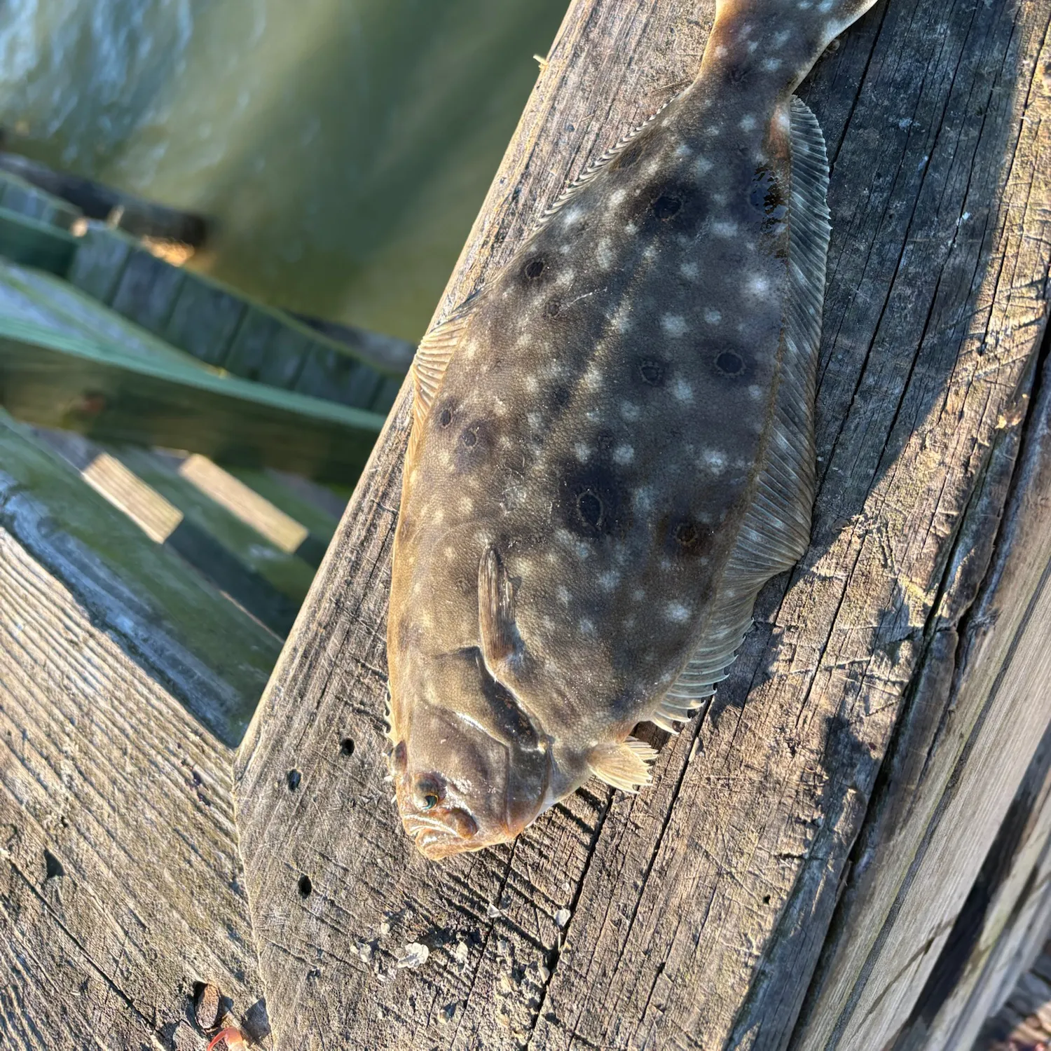 Summer flounder caught on Fishbrain