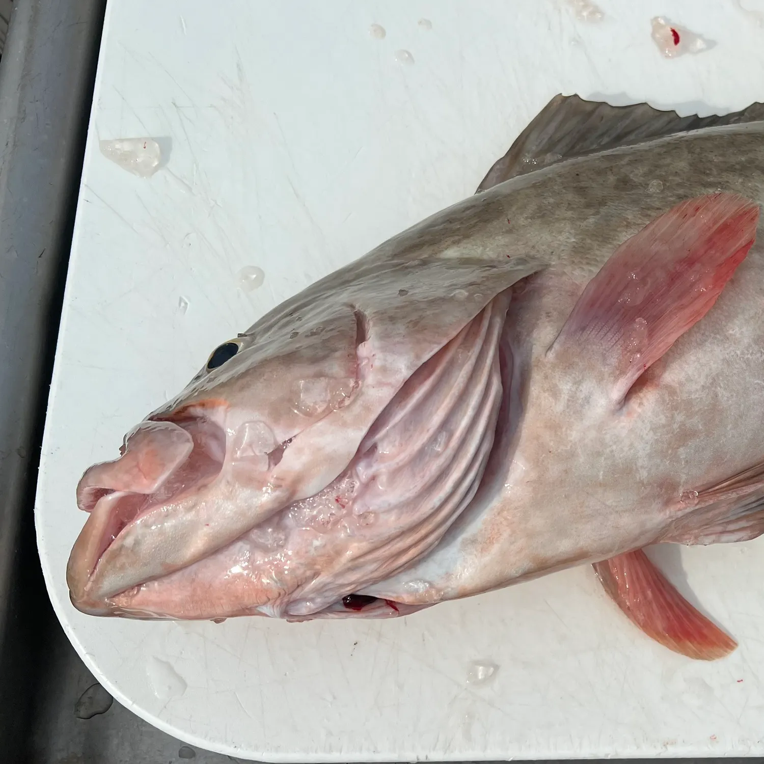 The most recent Areolate grouper catches on Fishbrain