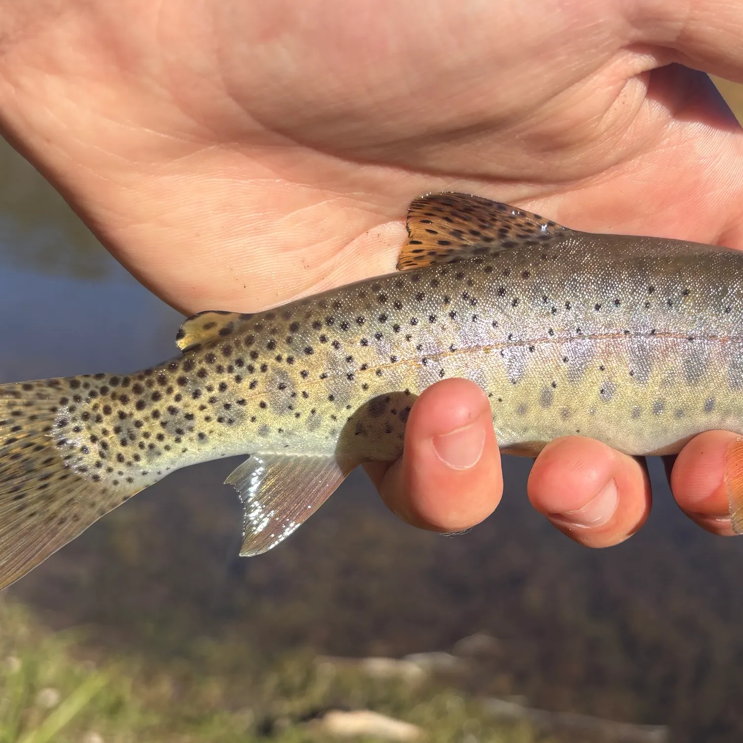 The most recent Bear River cutthroat trout catches on Fishbrain