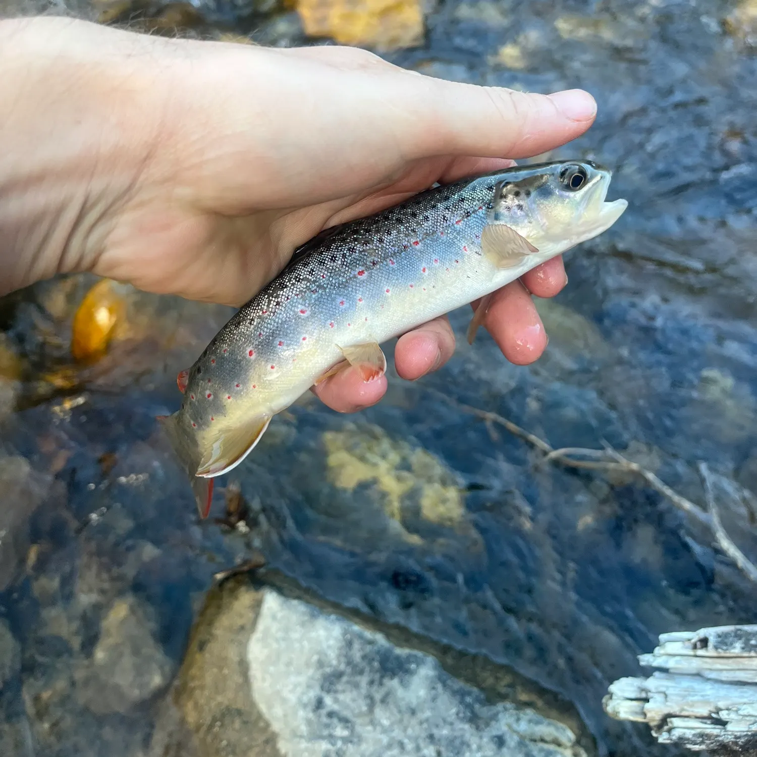 Brown trout caught on Fishbrain