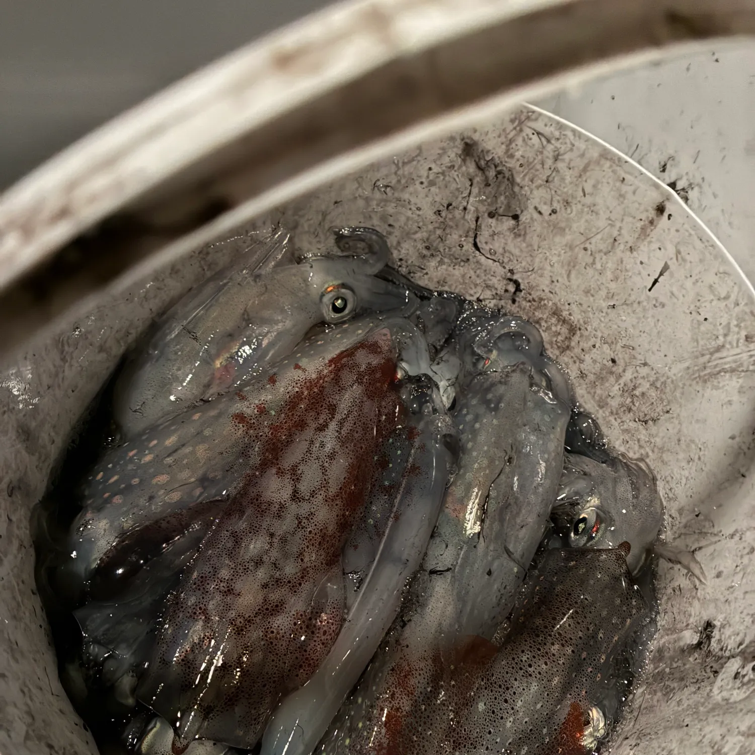 The most recent Longfin inshore squid catches on Fishbrain