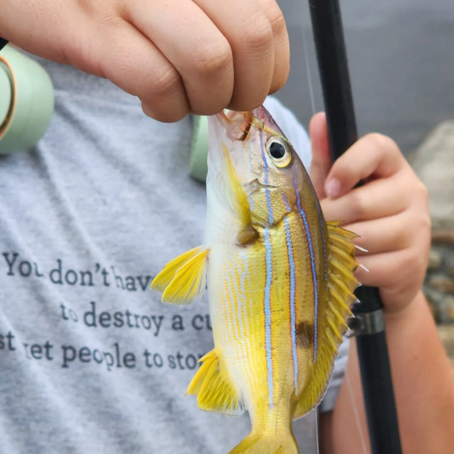The most recent Common bluestripe snapper catches on Fishbrain